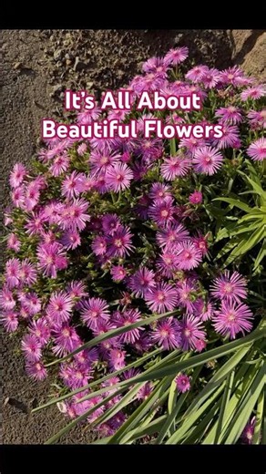 Japan Spring Flowers in Full Bloom Tsukuba Japan 4K Nature Walk #japantravel #tsukuba #naturelover