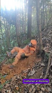 The process of digging a bee nest under a tree