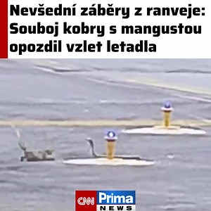 1.7M views · 5.9K reactions | Zvířecí souboj opozdil vzlet letadla z letiště v indickém městě Patna. Video, které se stalo virálním, ukazuje, jak se přímo na ranveji do sebe pustily kobra s mangustou. Ve volné přírodě jde jinak o relativně běžný souboj. Mangusty totiž loví a požírají hady, kobry zase mangusty a jejich mláďata. Mezi těmito druhy dochází ale také k bojům o území či jinou kořist. | CNN Prima NEWS | Facebook