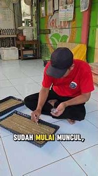Cara menyemai bibit pakcoy hidroponik #hidroponik