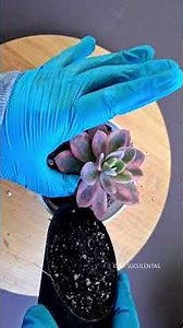 Echeveria Pink Vera Variegated. #succulents #plants #flowers #garden #succulentslove