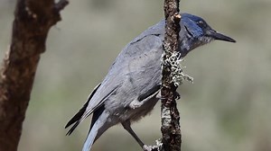 2.3K views · 328 reactions | The gregarious Pinyon Jay, known by the...