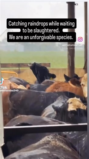 The Notorious V.E.G.A.N. on Instagram: "Even in their last moments, they fight for a sense of normalcy and peace. 💔 Cows born into the practice of factory farming aren’t familiar with freedom, happiness, peace or love. They are given a number and a date of execution from the time they exit the womb of their mother. They aren’t acknowledged as a full living being…only a number. Once you understand how easy it is to normalize oppression and exploitation of one species, it’s hard not to see the pa