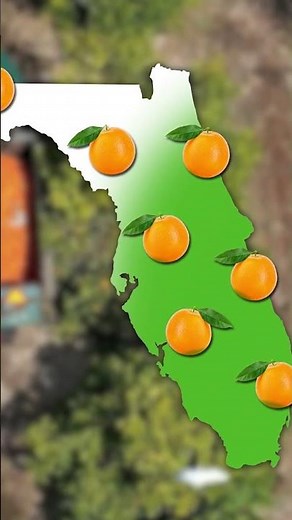 Here's how one insect changed Florida's orange crops. #Agriculture #CitrusGreening #Oranges