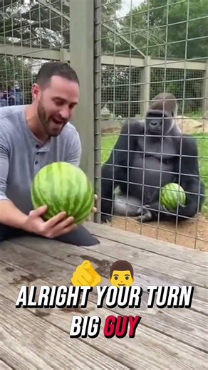 Who Is Stronger? Human or Gorilla? Surprising Result! #gorrila #wildlife #gorrilachallange