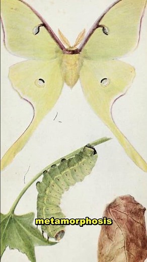 The Amazing Life Cycle of a Moth
