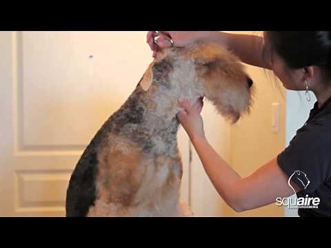 Airedale Grooming - Clipping (4/6) - Scissoring of the Head