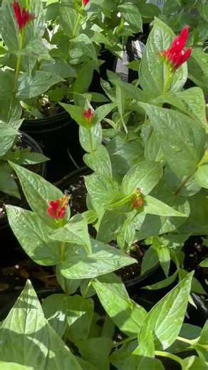 Indian Pink 'little Redhead’ Vibrant Red Tubular Flowers With Flared Yellow Tips -spigelia Native Perennial Plant-attracts Hummingbirds - Etsy