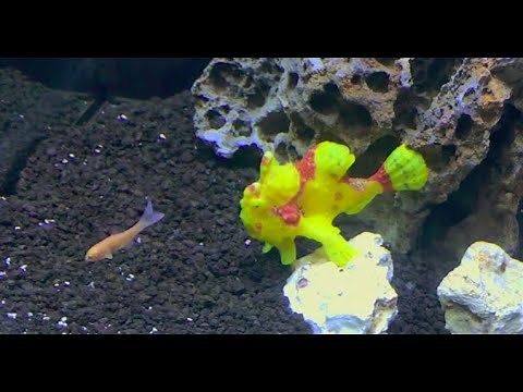 Wartskin Angler Live Feeding