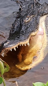 441K views · 759 reactions | Why do alligators eat rocks?! Scientists...