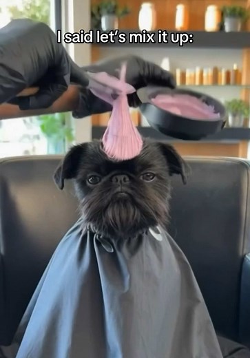 Grumpy Brussels Griffon Gets a Pink Hair Makeover