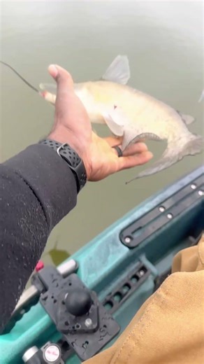 Blue Ice Jig one my favorite colors year round for crappie🎣 #thankful #fishing #crappiefishing