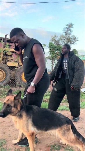 Choosing the right dog #greathabibk9academy