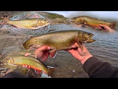 Catching GIANT Brook Trout!! CATCH & COOK