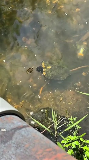 Don’t make the turtle angry 🐢 #funny #Foryou #animals #funnyvideo #tiktok #funnyanimals #funnytiktok #turtle