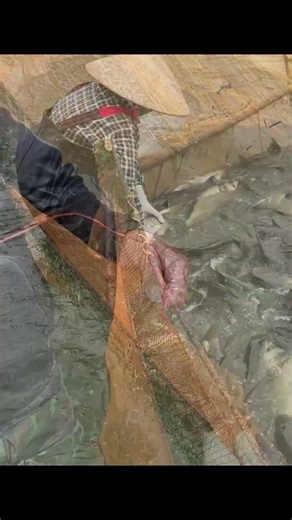 Non-Stop Net Pulling Tilapia & Grass Carp | Massive Net
