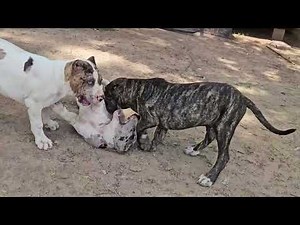 Meet My Protective Pups Why Dog Protection Matters