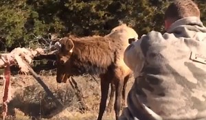 Video: Game Warden Shoots Off Bull Elk's Antlers to Free it from Electric Fence | OutdoorHub