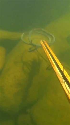 13K views · 119 reactions | Going Full-Force to Catch These Fish Underwater  | Jiggin' With Jordan | Facebook