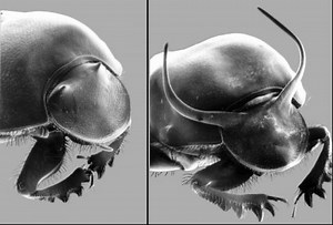 Study explains evolution phenomenon that puzzled Darwin