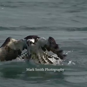 falcon plunges into the sea to find food, the menu has fatty fish | Natural