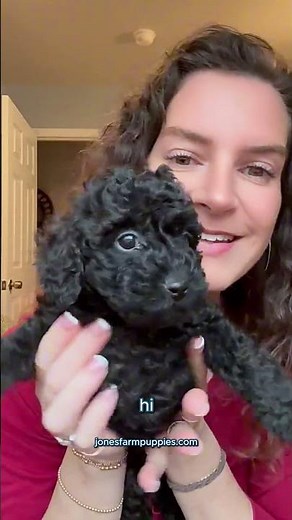 Black Cavapoo Puppies Are Just the Cutest!
