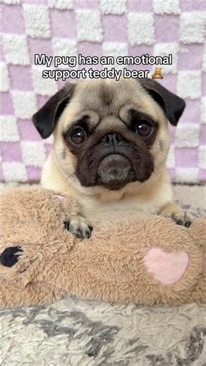 My PUG and her emotional support TEDDY BEAR 🥹🧸 #pug #dog #cute