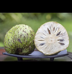 👩‍🏫LA CULTURE DU COROSSOL EST RENTABLE . Le corossol ou corossolier est un arbre fruitier cultivé dans de nombreuses régions tropicales pour son fruit épineux et comestible, lui aussi appelé « corossol » ainsi que pour ses feuilles utilisée en médecine. Il s’agit d’un arbre de croissance rapide; 3 à 4 ans après la plantation nous obtenons les premières récoltes. En outre, le corossolier cet faculté qu’il fleurit toute l’année. Le corossolier est un arbre qui pousse dans les régions tropicales 