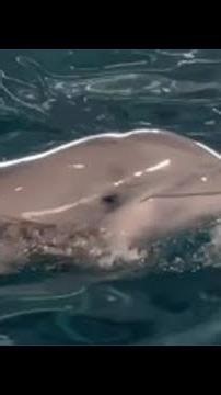 Crews are filming a new Christmas movie at Clearwater Marine Aquarium