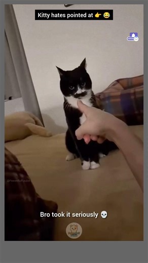 Funniest cats fails and angry reactions 🤣 | Cutest Expressions, savage reactions, chaos & comedy 💕