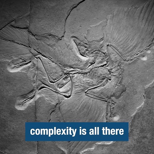 Experience the film that offers compelling arguments and evidence for biblical creation. Press the link below and start watching right away. Enjoy! https://isgenesishistory.com/stream-for-free/ | Is Genesis History