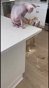 110K views · 281 reactions | Two Splashes and One Angry Dog When calm...