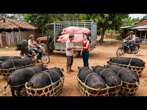 688 Days Harvesting Many Piglets & Free-Range Pigs — Selling at the Market | Dao’s Country Life