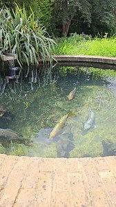 Some super CHUNKY carp and ghost koi in this stunning raised round pond. Gin clear water and happy fish! Just what we like to see. #koi #pond #fishkeeper #koicarp #Japan #Japanese #carp #fish #watergarden #aquaticelements #nishikigoi | Aquatic Elements