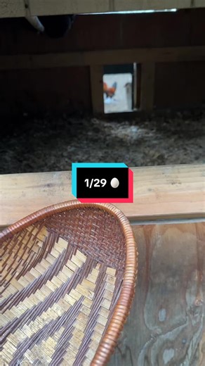 Egg Collecting Tips for Your Homestead