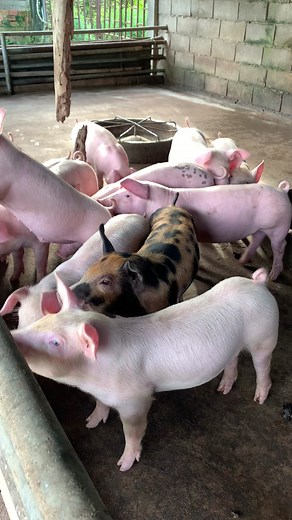 Super Pig Breed Farming #pig #piggy #pigs #pigsofinstagram #minipig #animals #love #cute #piglets #piglife #pigstagram #piggies #oink #pork #guineapig #piglets #minipigs #piglove #cutepig #petpig #piglover #farm #pigsaspets #farm #piggy #piglets #pigbreed #breeding #superpigbreed #pigfarmingforbeginner #technologypigfarming #bestfarmever #bestbreedever | Pig Videos