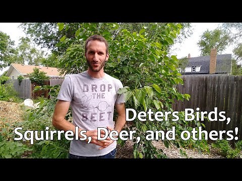 Keep Birds and Squirrels OUT With This Simple Trick