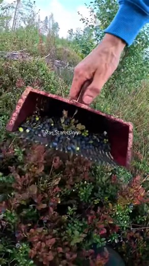 Blueberry picking #harvesting #berryfarm #wildberries | Gabriel Carey