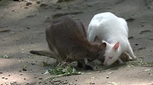 Wallaby sisters do a 'switcheroo' in Czech zoo