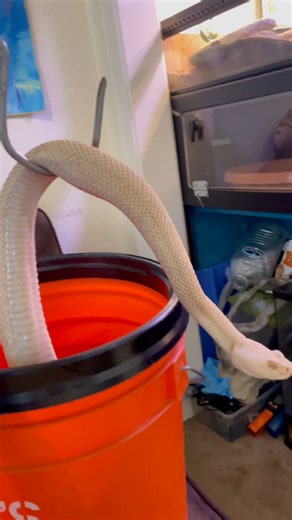 …Even if they sometimes need a little help getting pointed in the right direction. Similarly if you encounter a venomous snake in the wild they will not want to “chase” you as long as you don’t make them feel cornered. If you give them space and leave them a way out they will flee or possibly continue hiding if they think you have not seen them and that they are not at risk of being stepped on. Snakes don’t want to hurt anyone. They just want a cozy corner to curl up in. Thanks for watching. Fol