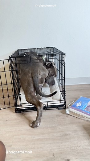 1.5M views · 55K reactions | ❄️懶☁️ Prep Puppy Essentials . How do you feel about crate training and if your dog is crate trained how long did it take? ---#amazonfinds #amazonmusthaves #amazonpets #newpuppy #puppyprep #puppy #puppymusthaves #puppyfinds #dogmom #dogsoftiktok #pitbull #funnydogs #cutedog #viral #explore #explorepage #reignstormpit | reignstormpit | Facebook