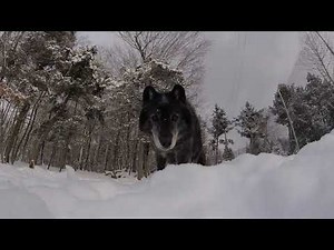 Wolfdog Tries to Steal GoPro