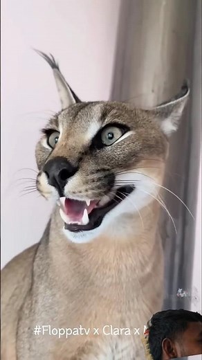 Pumba floppa clara & marx Double Hissing : Caracal #shorts #trinding #new #pumba #video #cat #cats