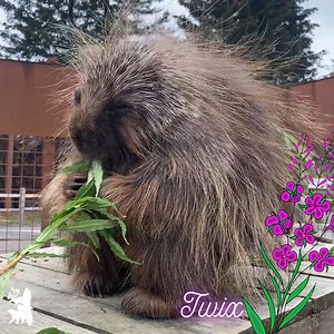 69K views · 2.5K reactions |  Sound on! AWCC's resident North...