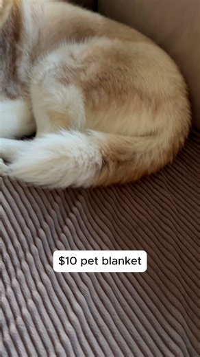 Happy International Dog Day! Celebrate your fur friend and treat them (and you) with our handy washable pet blankets. Find these at your local Kmart store! | Kmart Australia