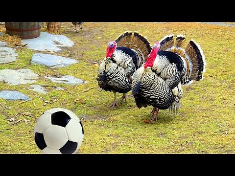 FUNNY TURKEYS Playing Soccer / Football 🤣