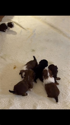 11K views · 323 reactions | Razzy’s pups are out and about! | BBS Acres Shih Tzu's | Facebook
