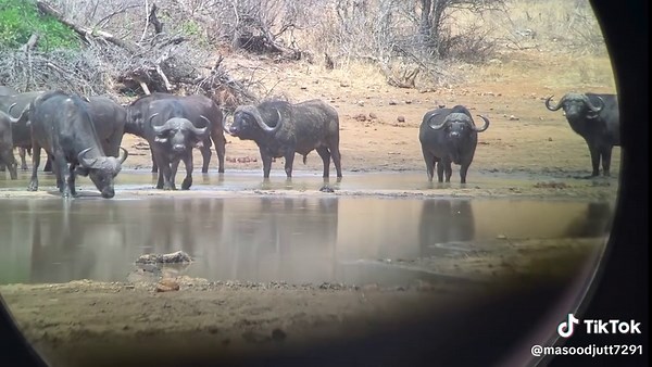 Exploring Free Range Open System Bull Hunting