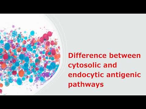 Difference between cytosolic and endocytic antigen processsing pathways