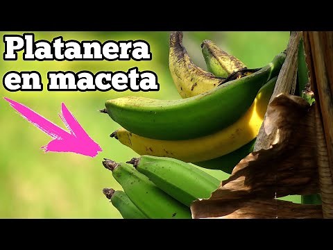 🍌 CULTIVA Plátanos en CASA | Como plantar una PLATANERA en Maceta | Sembrar Bananera Cuidados